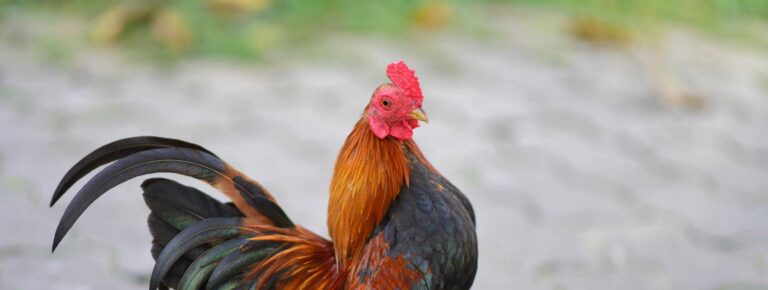 A vibrant rooster with a vivid red comb stands elegantly on a paved surface.
